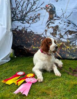 Snørypas Prince of Derry utstilling2