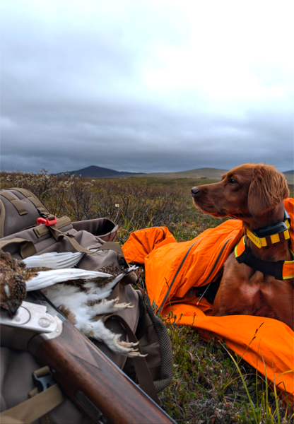 Saltfjellrypa\\\'s Iris