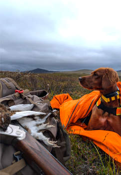 Saltfjellrypa\\\'s Iris