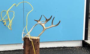 Bildet viser kaste lasso på reinhorn