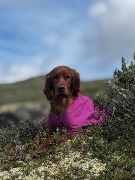 Red Dubliner GAW Eevee