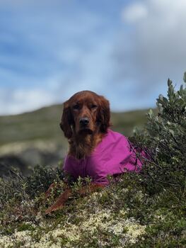 Red Dubliner GAW Eevee