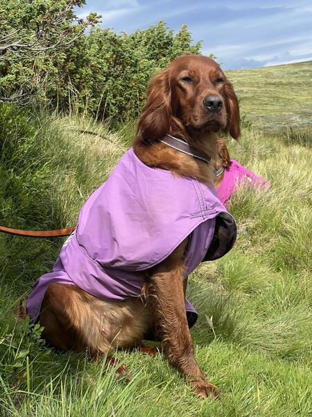 Red Dubliner GAW Zelda