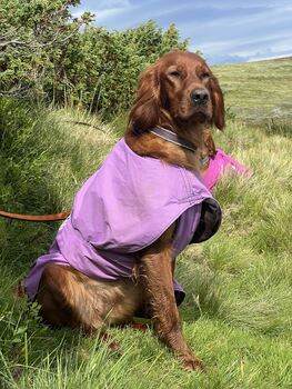 Red Dubliner GAW Zelda