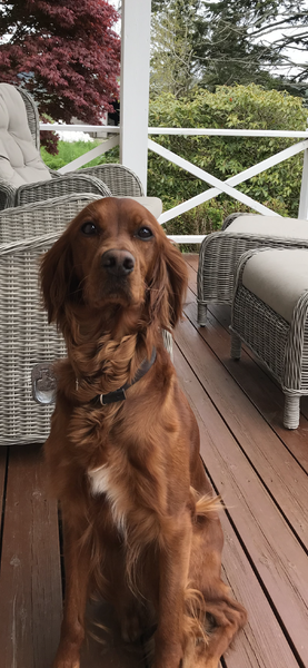 Balbergkampens L - Janka II