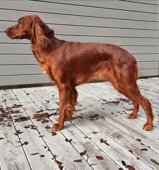 Bjerkaasen\\\'s Quf E du Nord