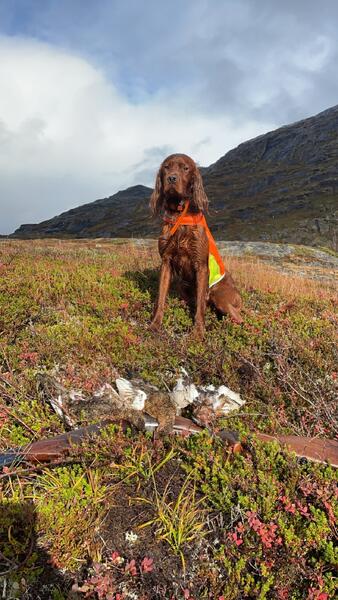 Sølvklumpens Tarzan