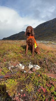 Sølvklumpens Tarzan