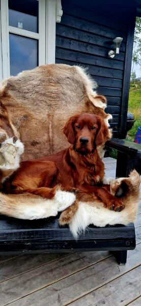 Sølvklumpen\\\'s Stallo