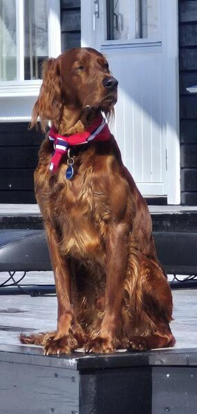 Kvitsteindalens G - Ivak