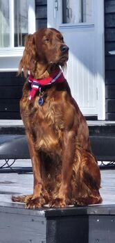 Kvitsteindalens G - Ivak