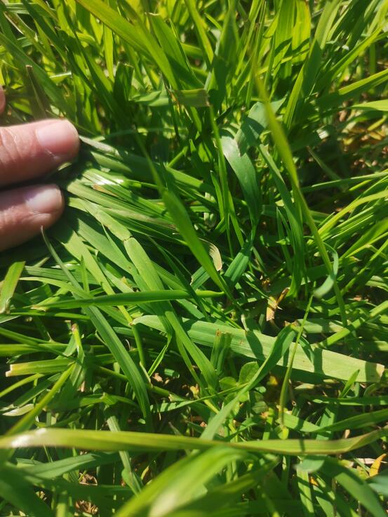 Foto: Privat Bilde av gress