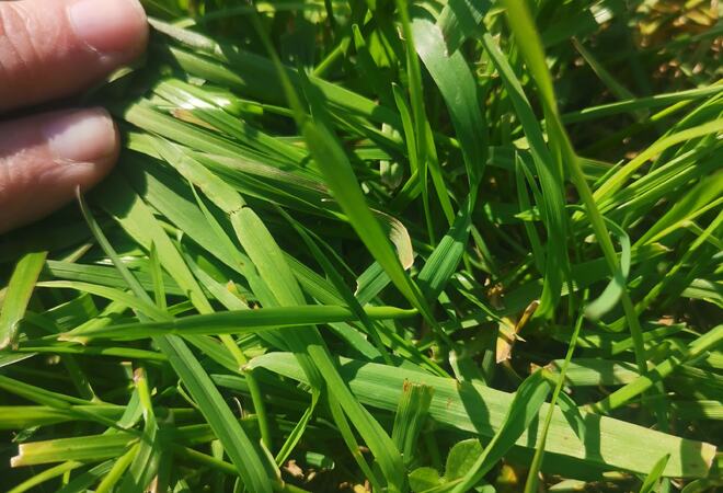 Foto: Privat Bilde av gress