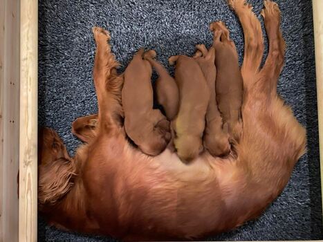 NISK Oppdretterforum