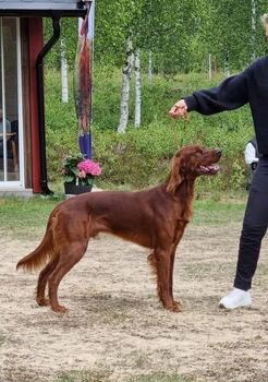 Sølvklumpen\\\'s Miller