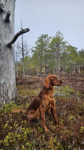 Balbergkampens Polly