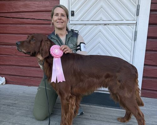 Åpen klasse Hannhund Imingens Ms Vinter, CK + Beste Hannhund Åpen klasse Hannhund Imingens Ms Vinter, CK + Beste Hannhund