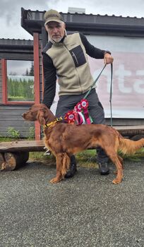 Sølvklumpen\\\'s Stallo Champion