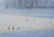 Sangsvaner i frost_200x138