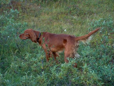 US Guran_500x377