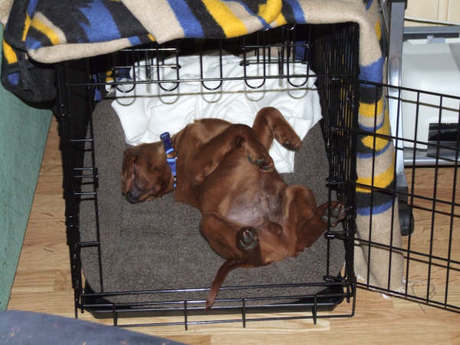 red-bull sover